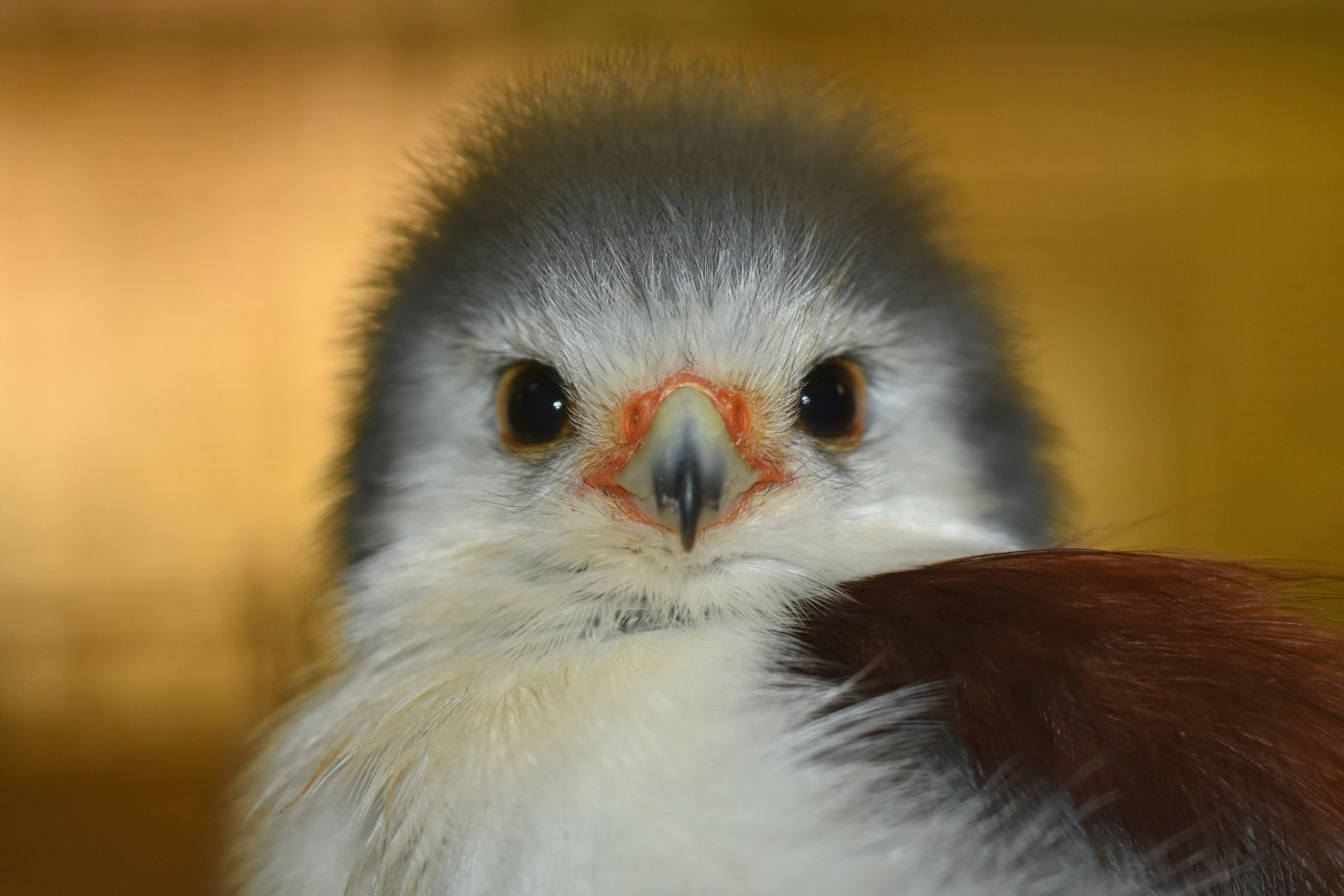 Pygmy Falcon Polihierax semitorquatus