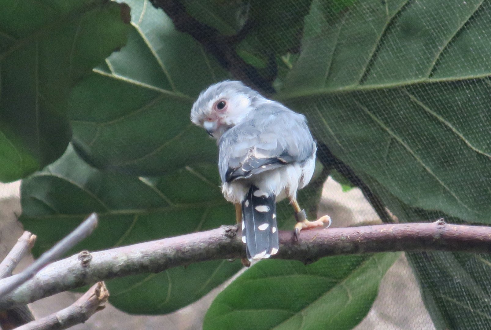 Pygmy Falcon (Polihierax semitorquatus)