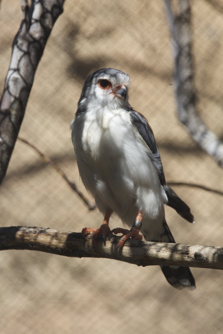 Pygmy falcon/ Polihierax semitorquatus