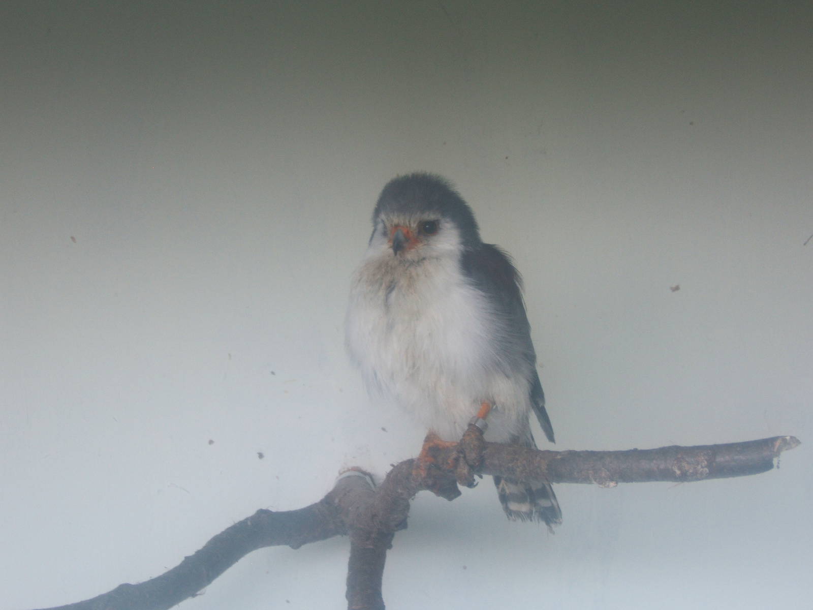 Pygmy Falcon