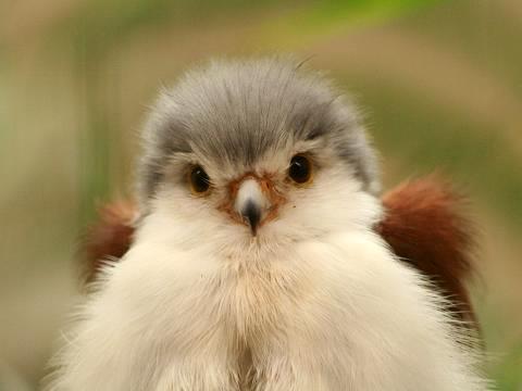 Pygmy Falcon