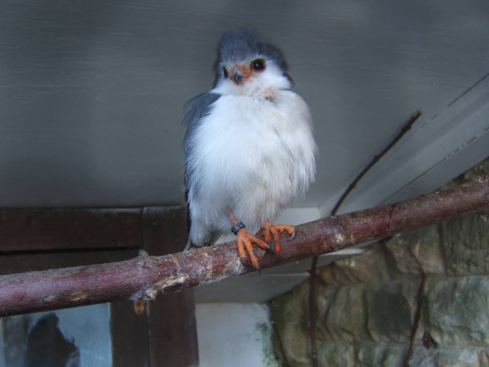 Pygmy Falcon