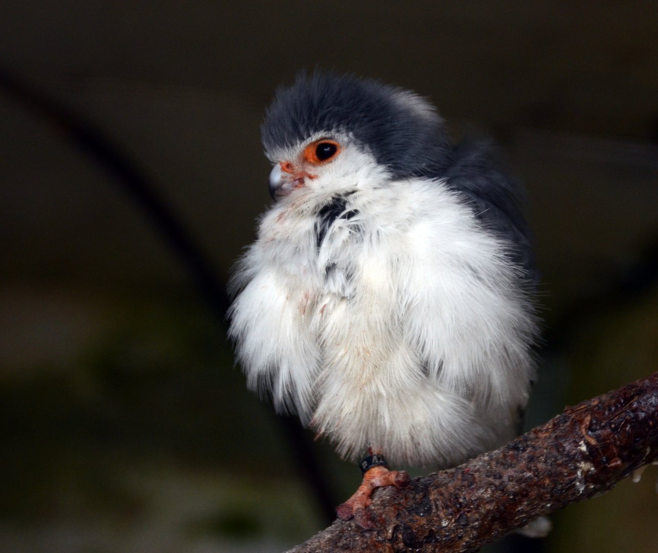 Pygmy Falcon
