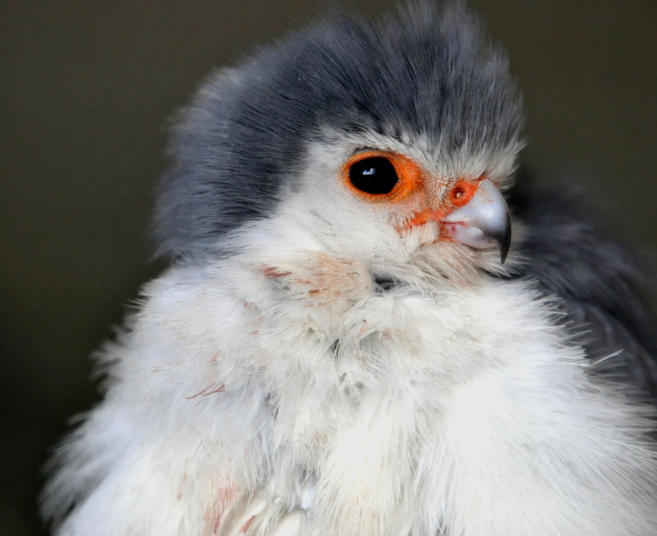 Pygmy falcon