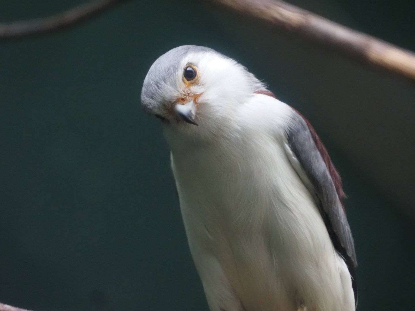 Pygmy Falcon