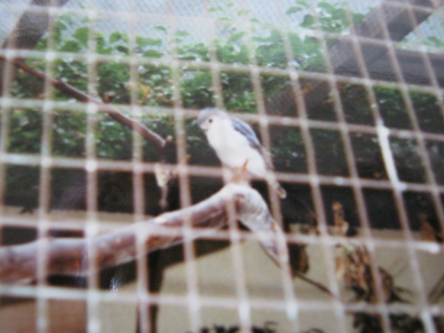 Pygmy Falconet closer view.