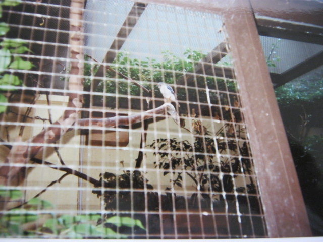 Pygmy Falconet June 1990. London Zoo.