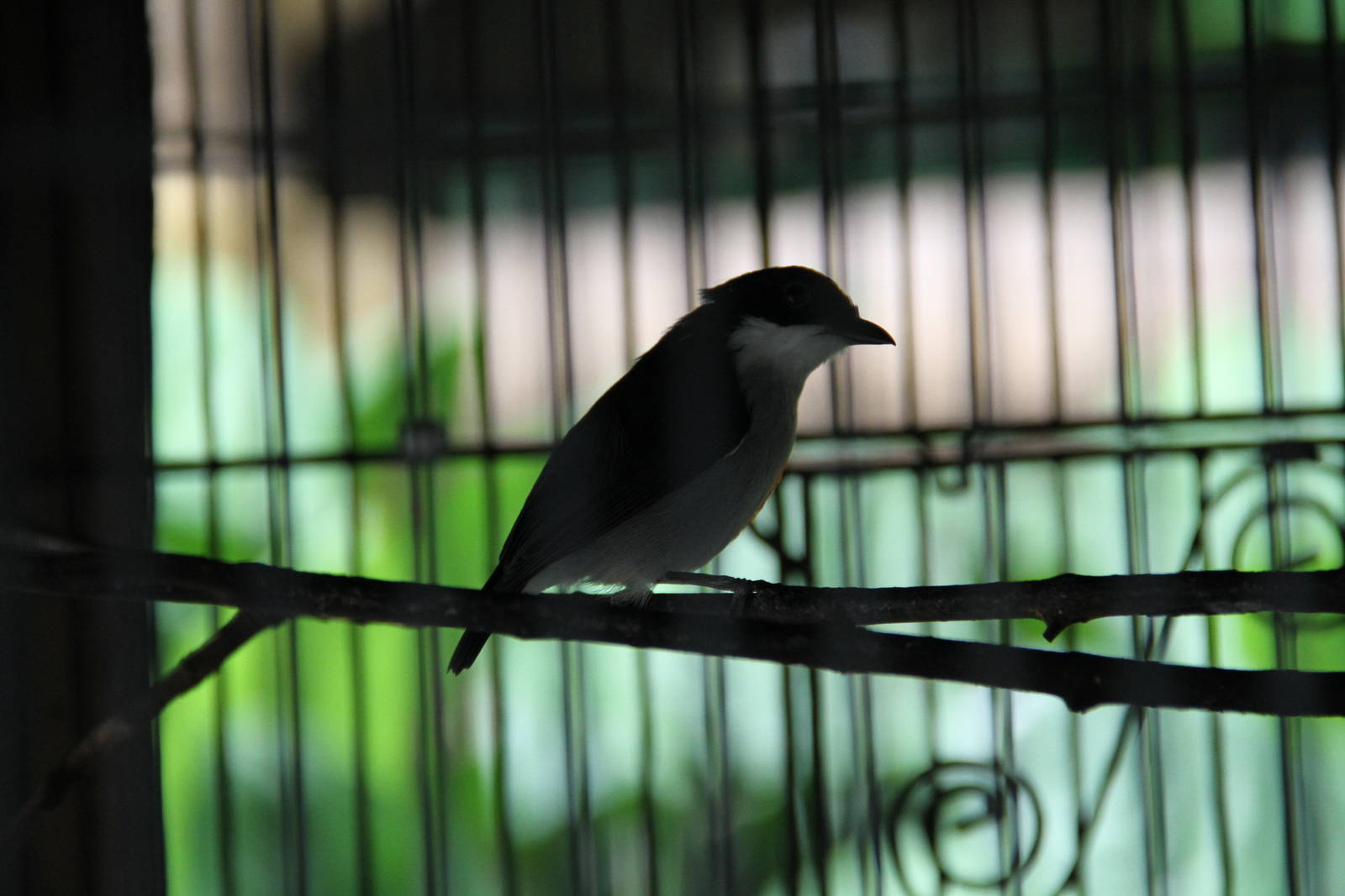 Pygmy Flowerpecker (Dicaeum pygmaeum)