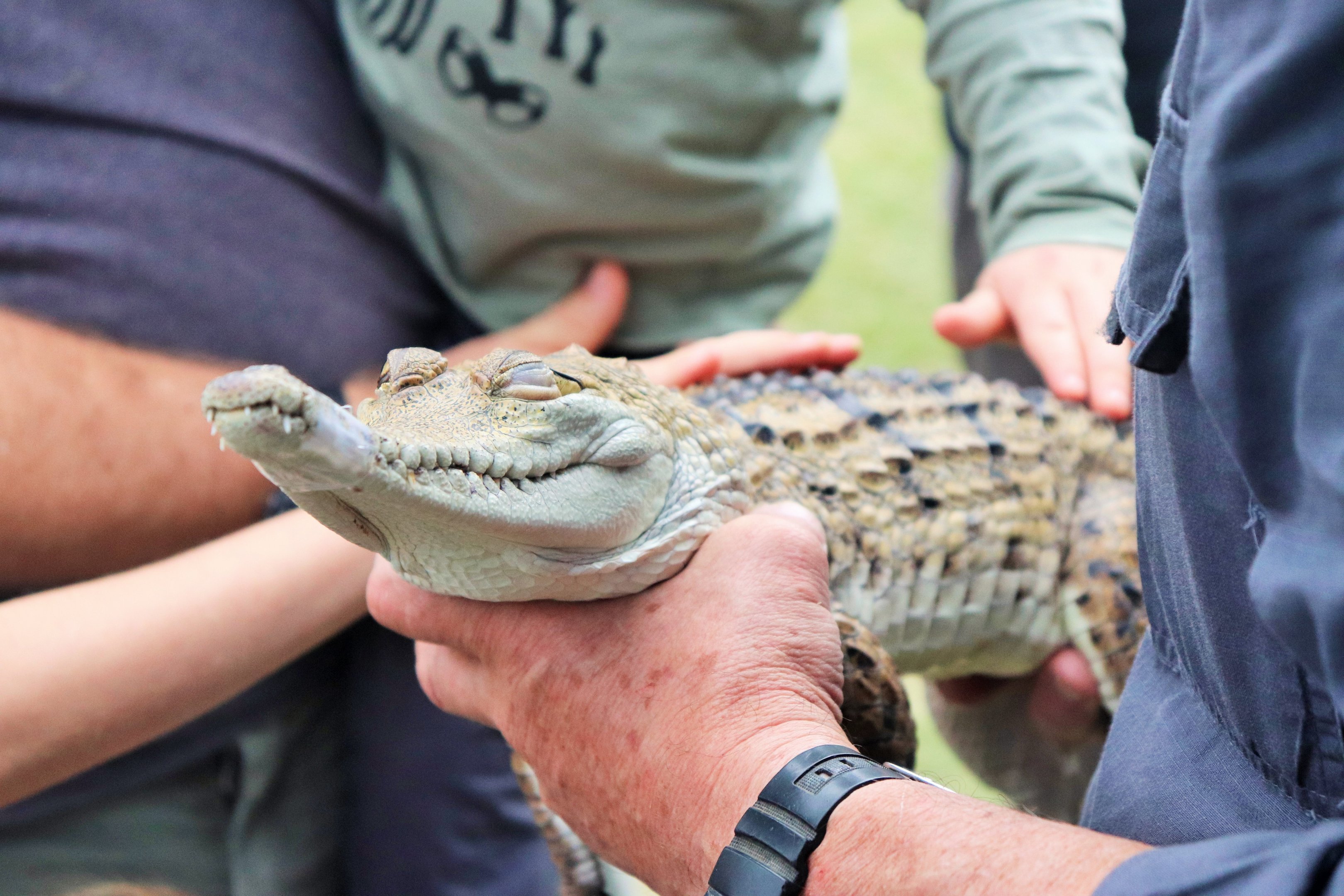 Pygmy Freshwater Crocodile (Crocodylus johnstoni)