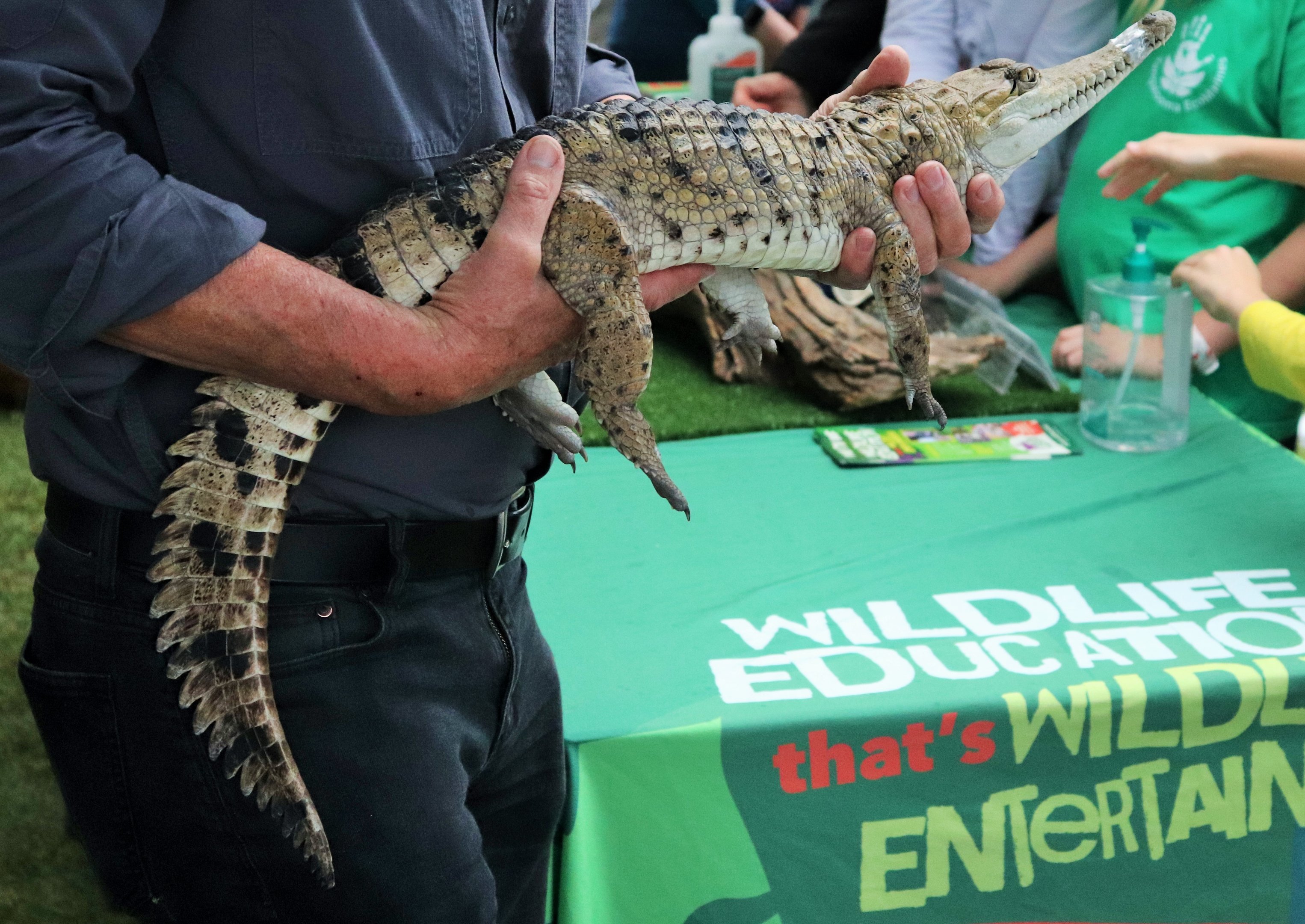 Pygmy Freshwater Crocodile (Crocodylus johnstoni)