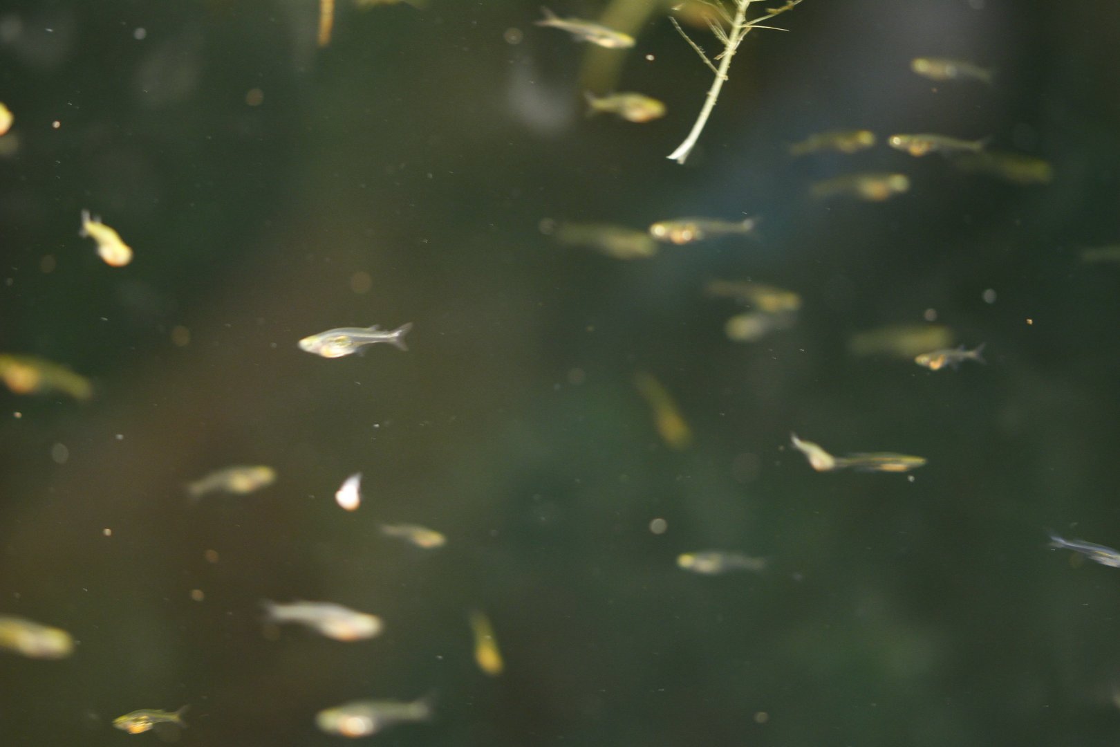 Pygmy glass danio (Danionella translucida)
