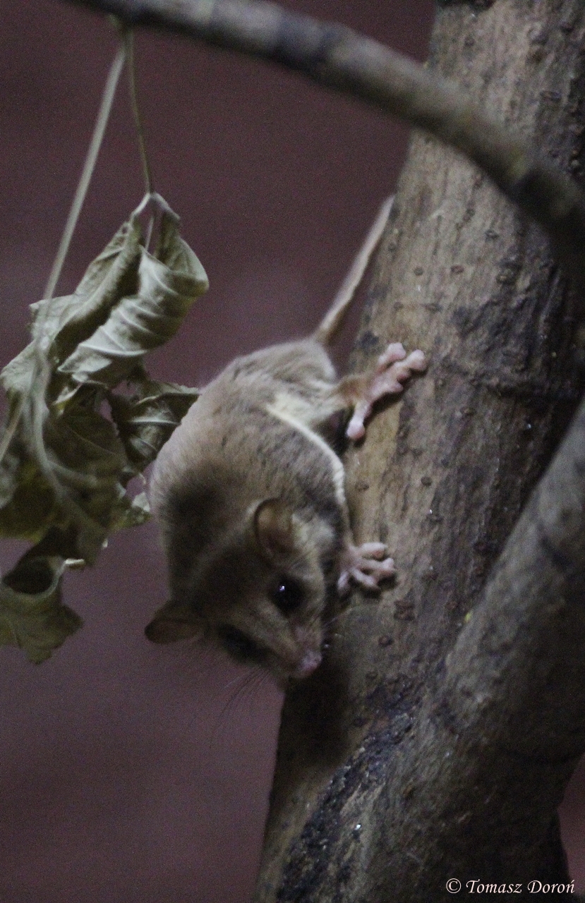 Pygmy Glider (Acrobates pygmaeus)