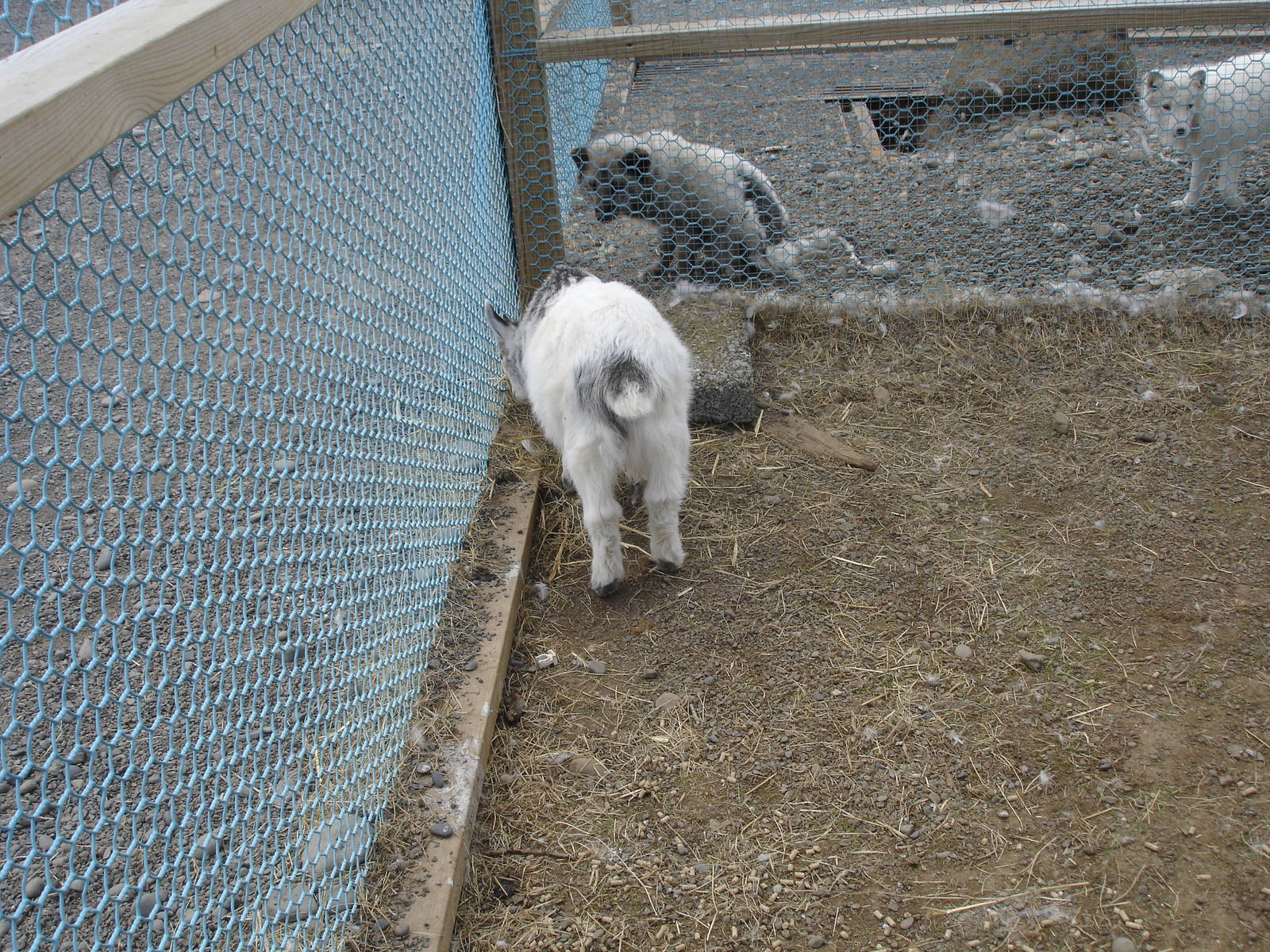 Pygmy Goat and Arctic Foxes