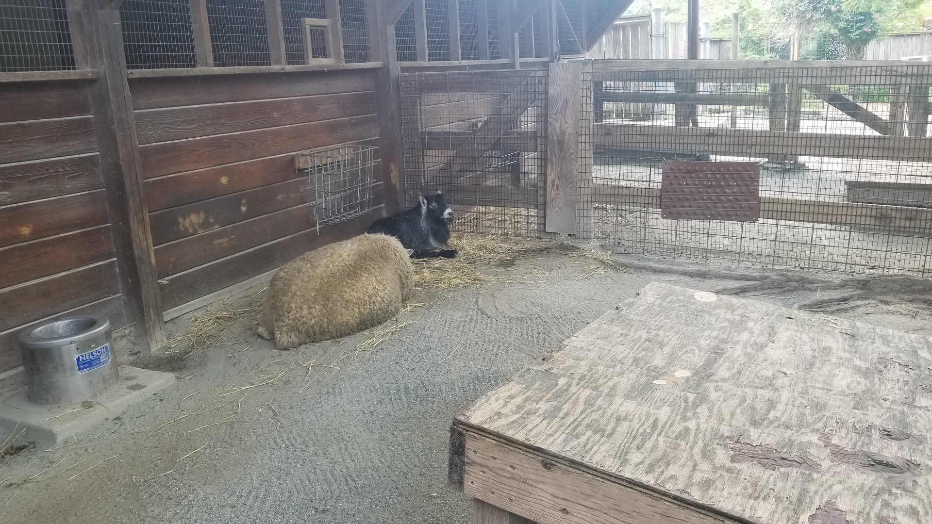 Pygmy goat and Cotswold sheep