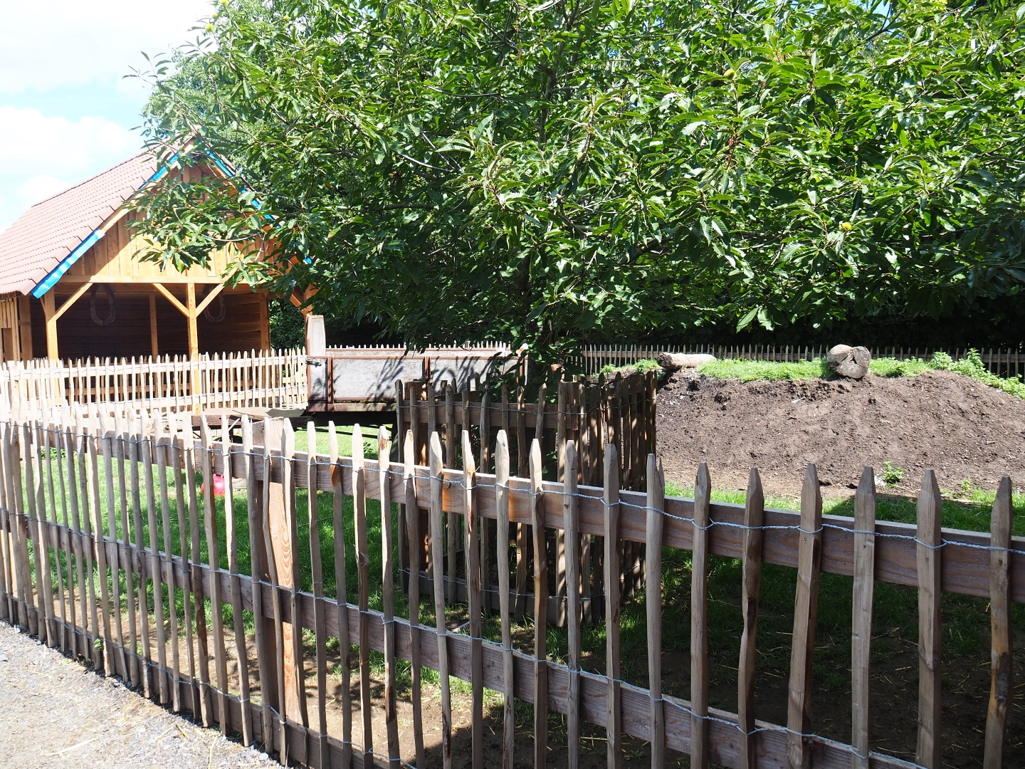 Pygmy goat and Ronquières turkey yard