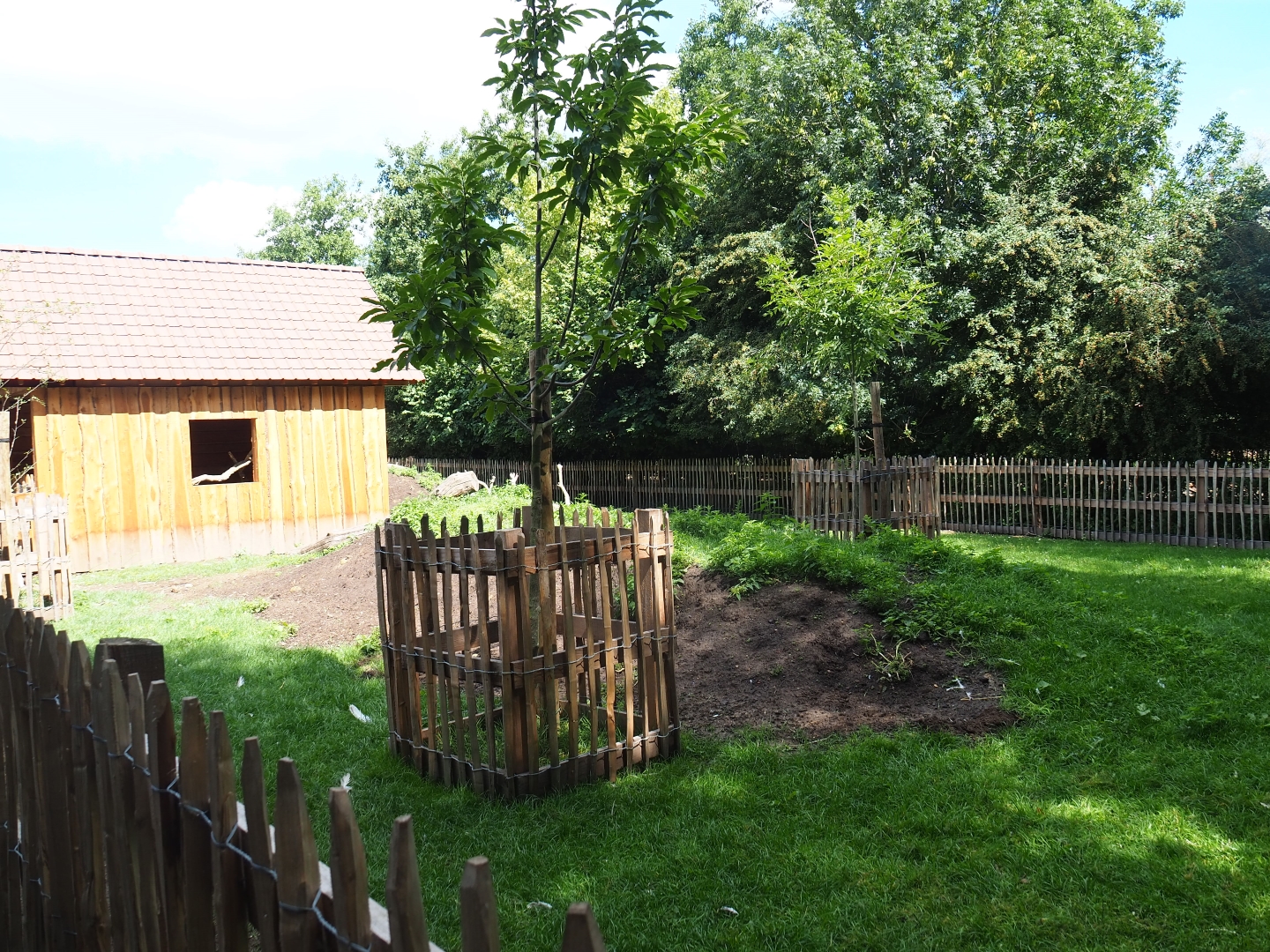 Pygmy goat and Ronquières turkey yard