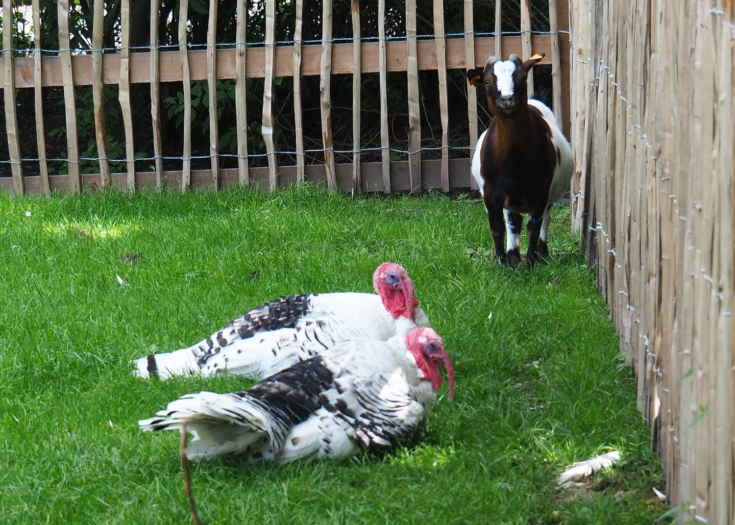 Pygmy goat (Capra aegagrus f. hircus) and Ronquières turkey (Meleagris gallopavo f. domesticus)