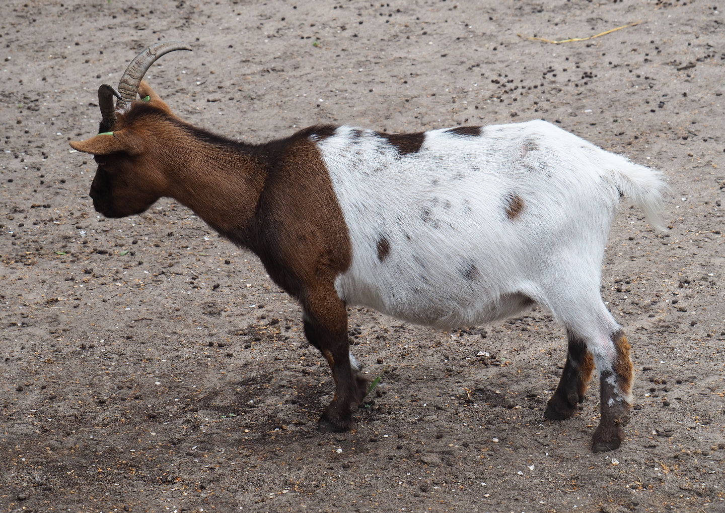 Pygmy goat (Capra aegagrus hircus), 2019-08-11