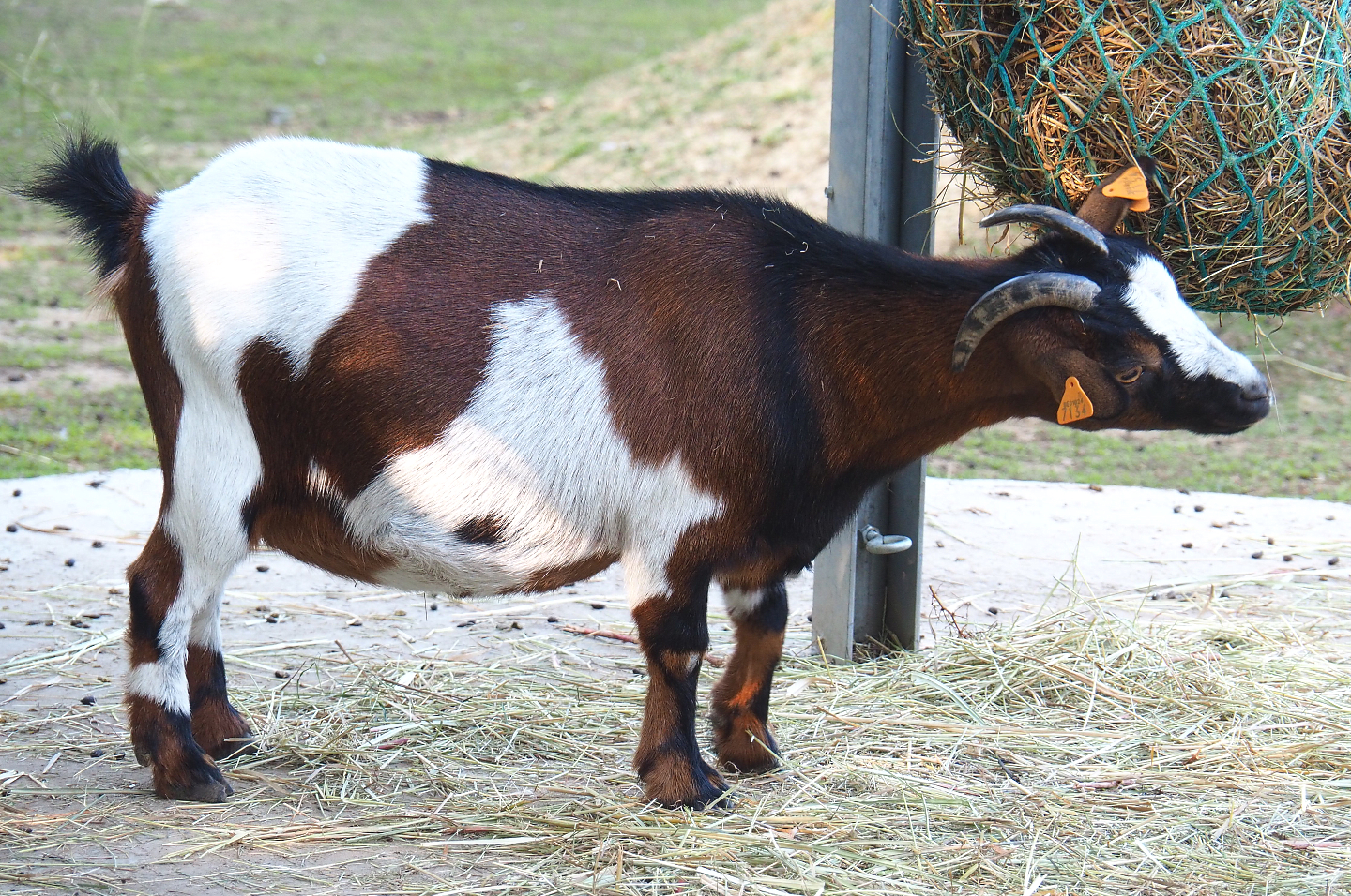 Pygmy goat (Capra aegagrus hircus), 2020-09-12