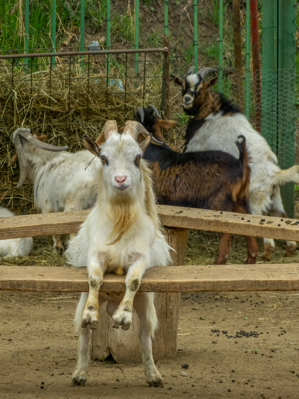 pygmy goat / Capra aegagrus hircus