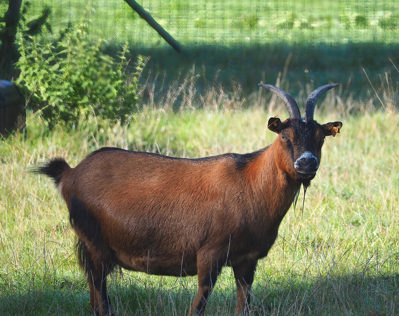 Pygmy goat (Capra hircus), 2023-09-26