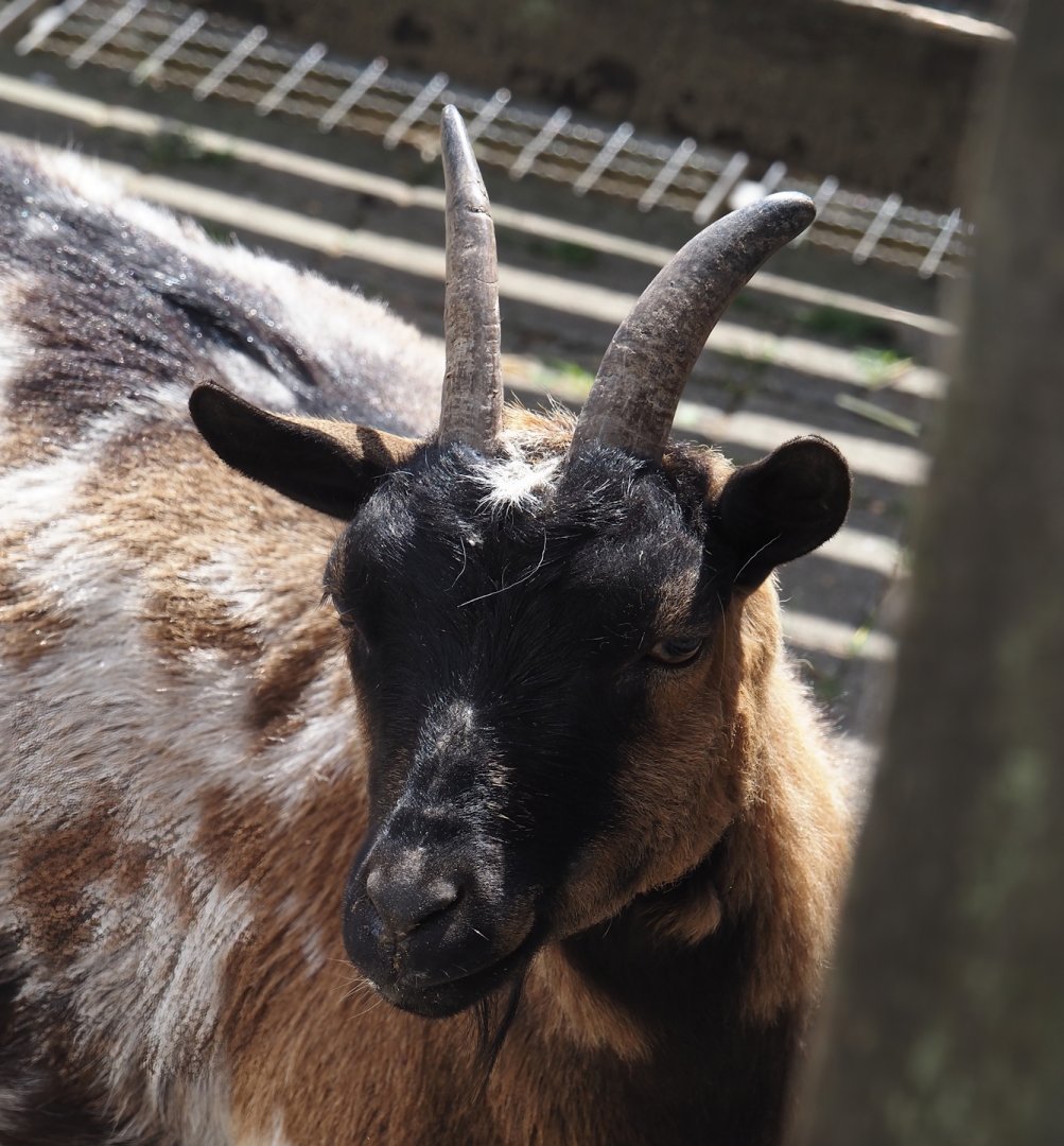 Pygmy goat (Capra hircus), 2025-05-22