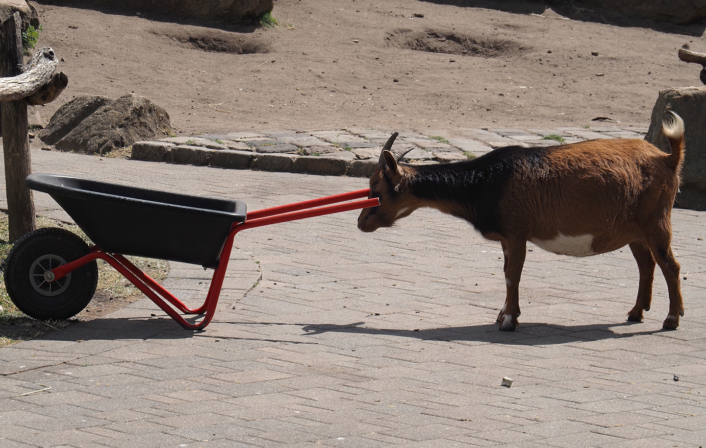 Pygmy goat (Capra hircus) and pygmy wheelbarrow, 2025-05-22