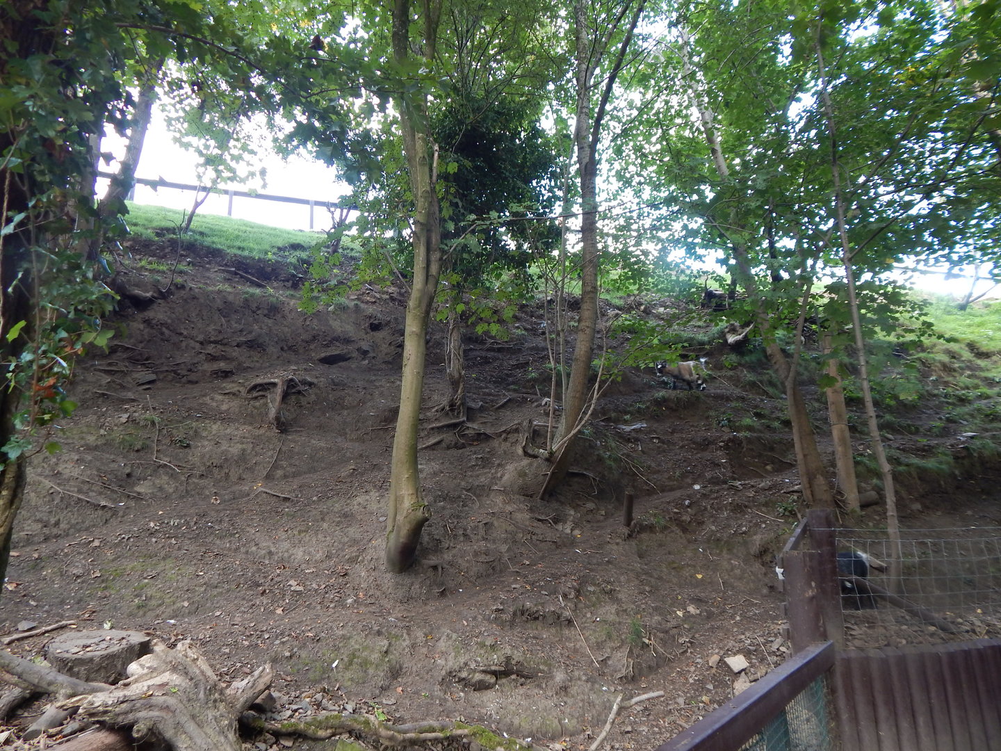 Pygmy goat enclosure 200922