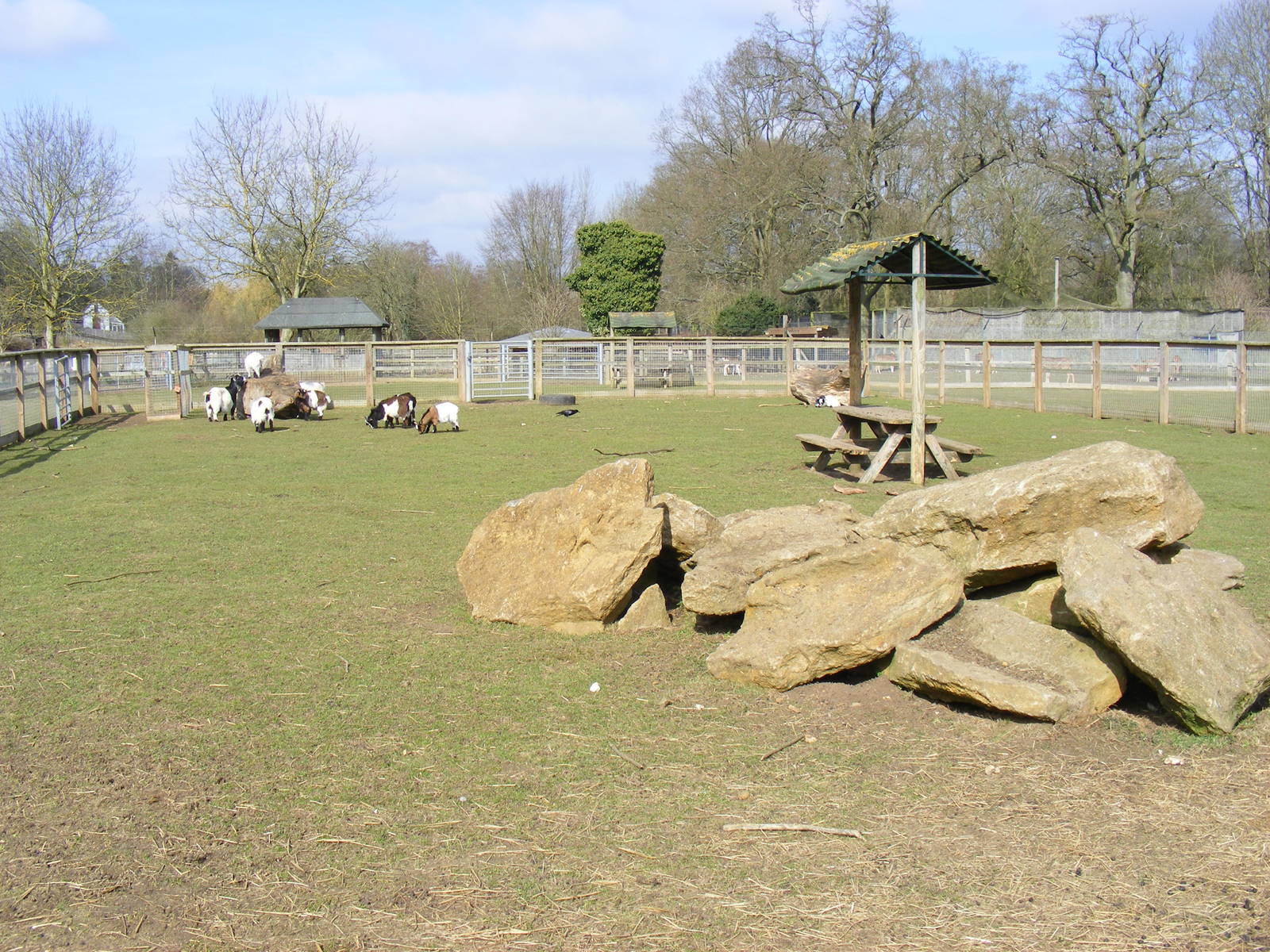 Pygmy goat enclosure at Beale Park, 13th March 2010