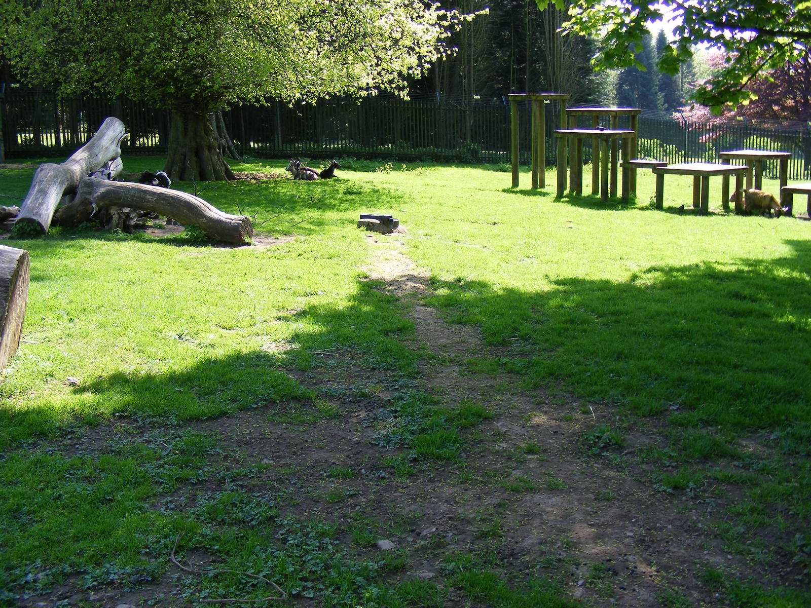 Pygmy goat enclosure at Camperdown Wildlife Centre, 18 May 2010
