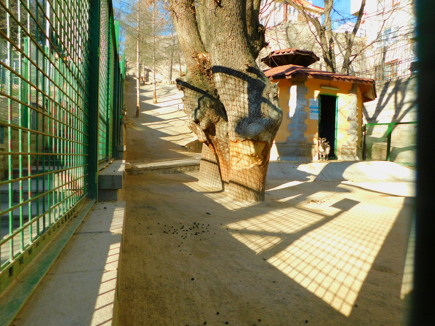 Pygmy Goat Enclosure at the Ankara Domestic Animal Park