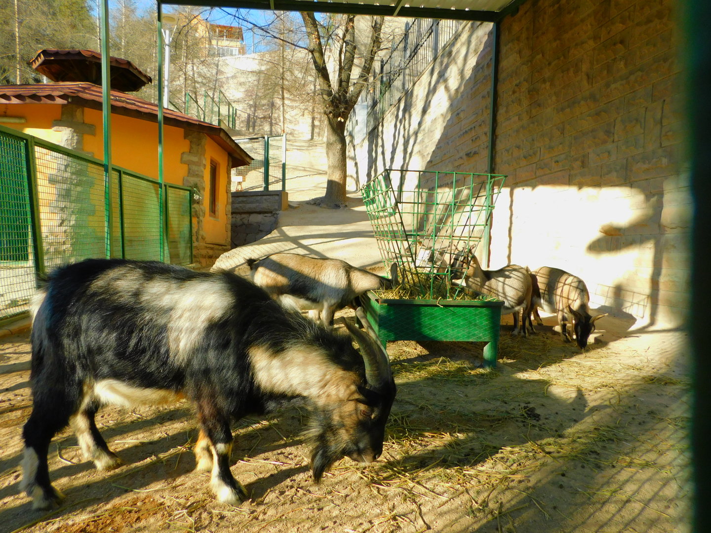 Pygmy Goat Enclosure at the Ankara Domestic Animal Park