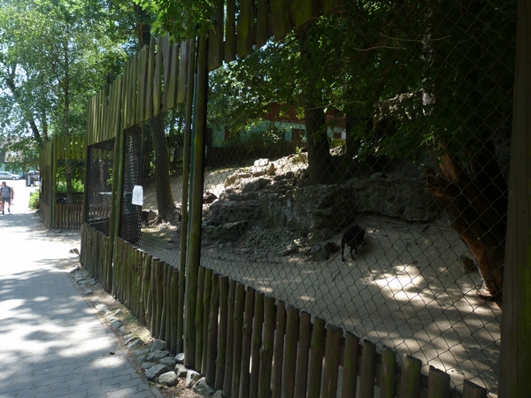 Pygmy goat enclosure