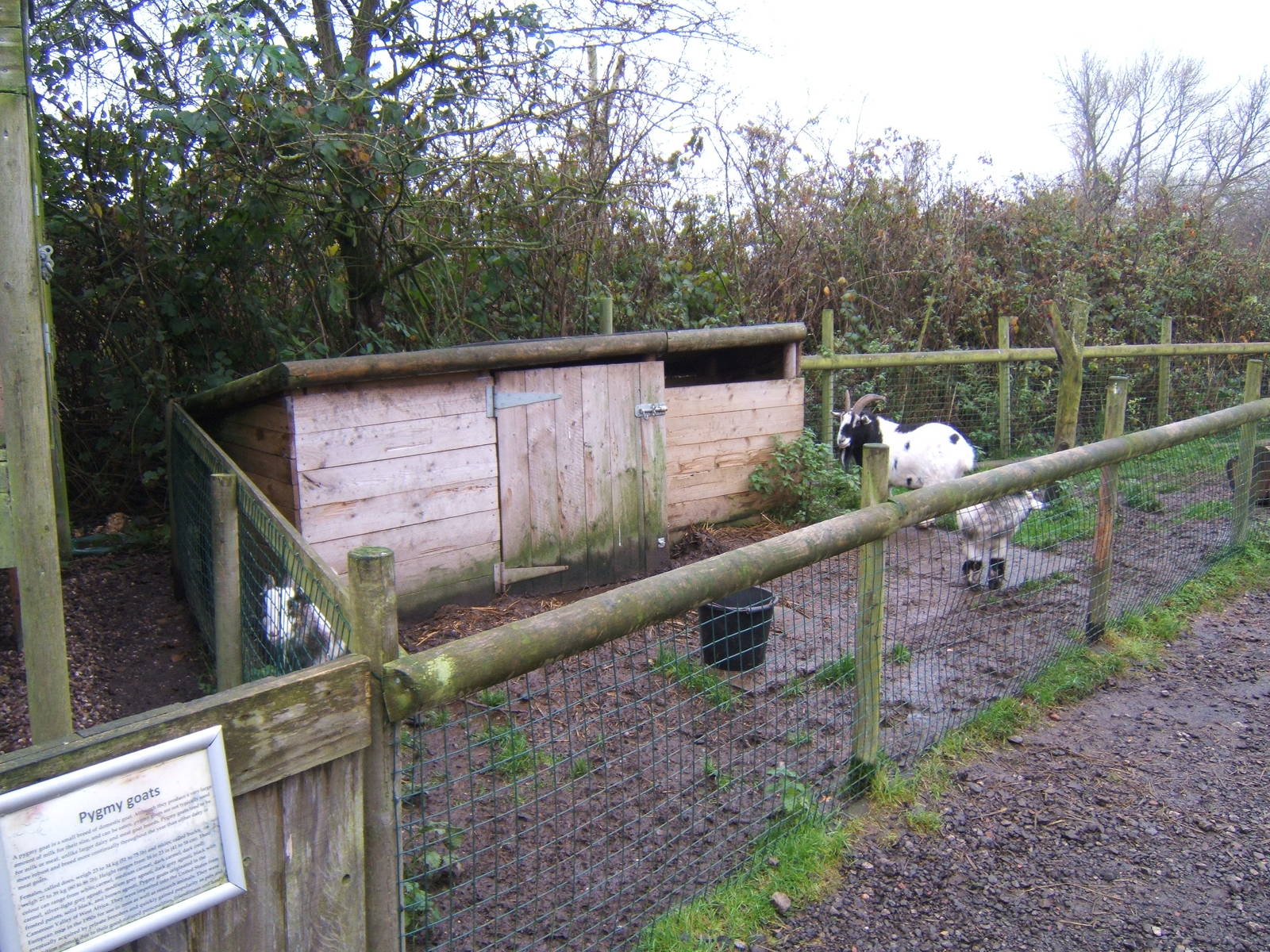 Pygmy Goat enclosure