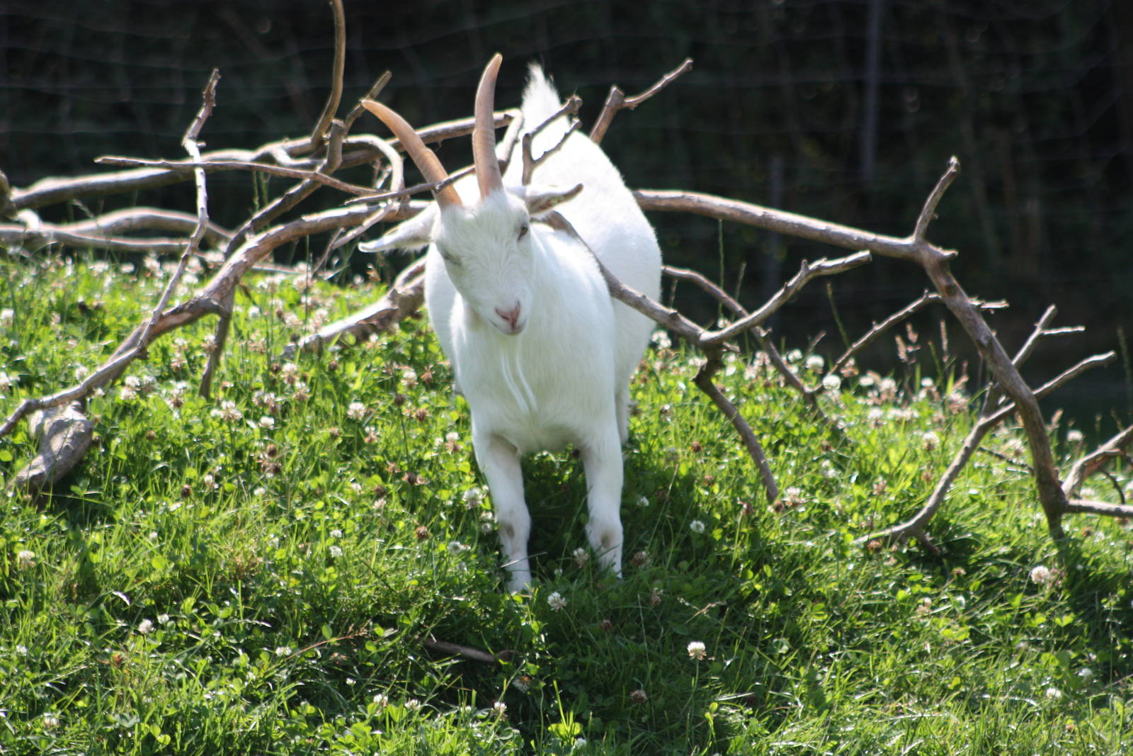 Pygmy Goat enjoying the summit of Goat Mountain, 24th July 2014