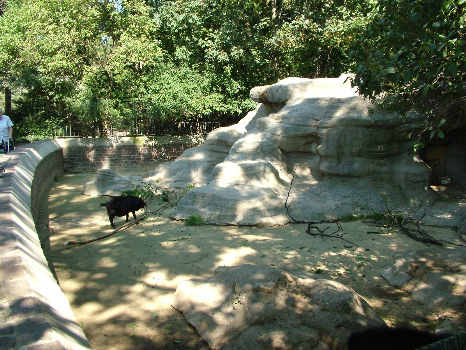 Pygmy Goat Exhibit at Leipzig, 02/09/11