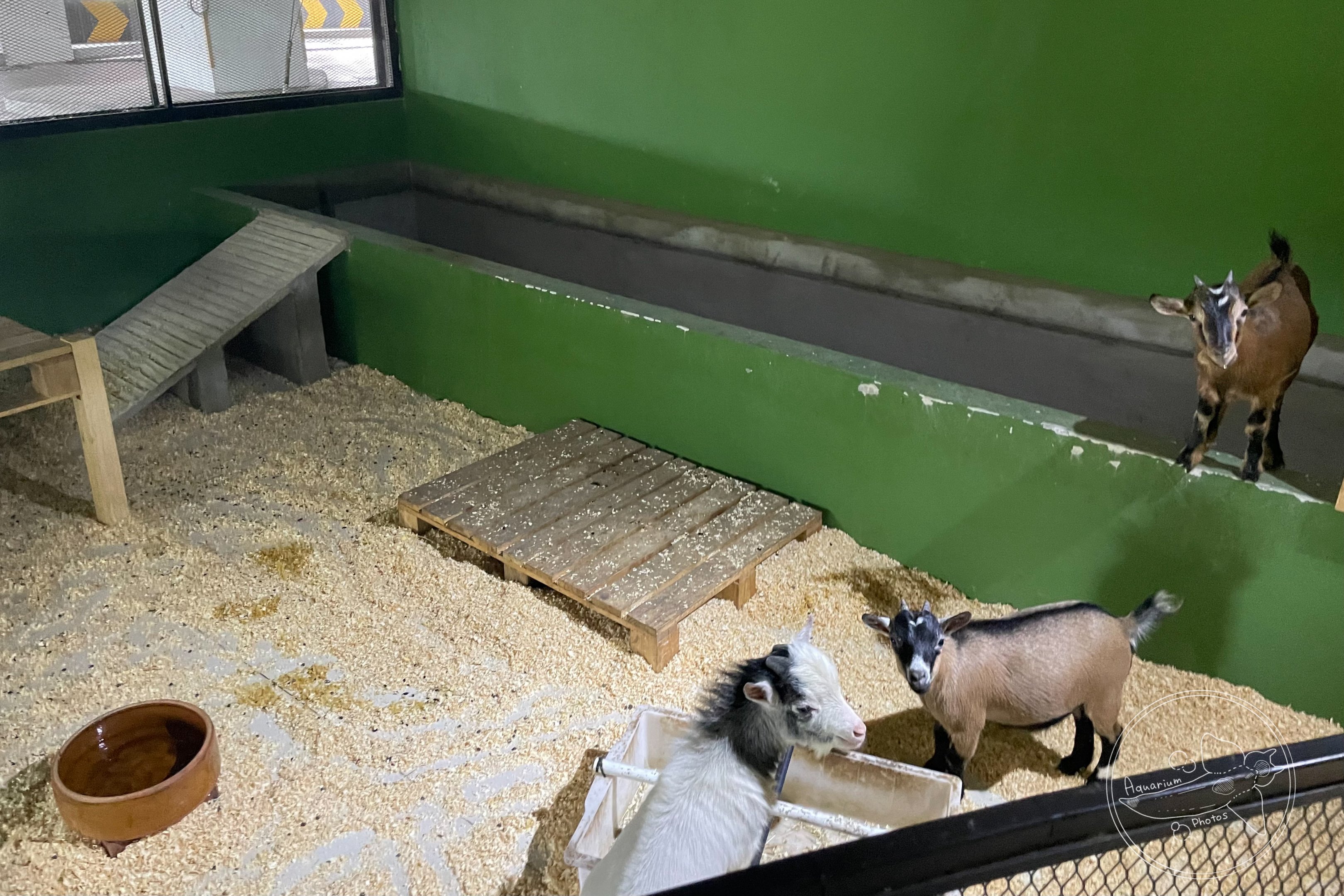 Pygmy Goat Exhibit