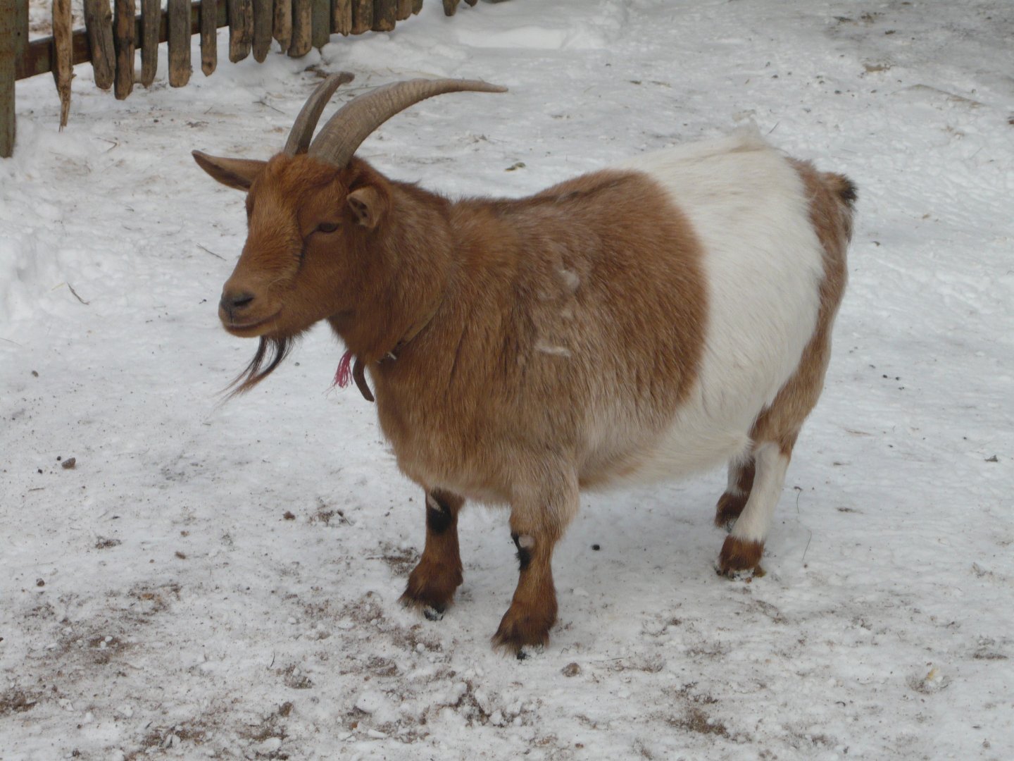 Pygmy goat in Petting zoo