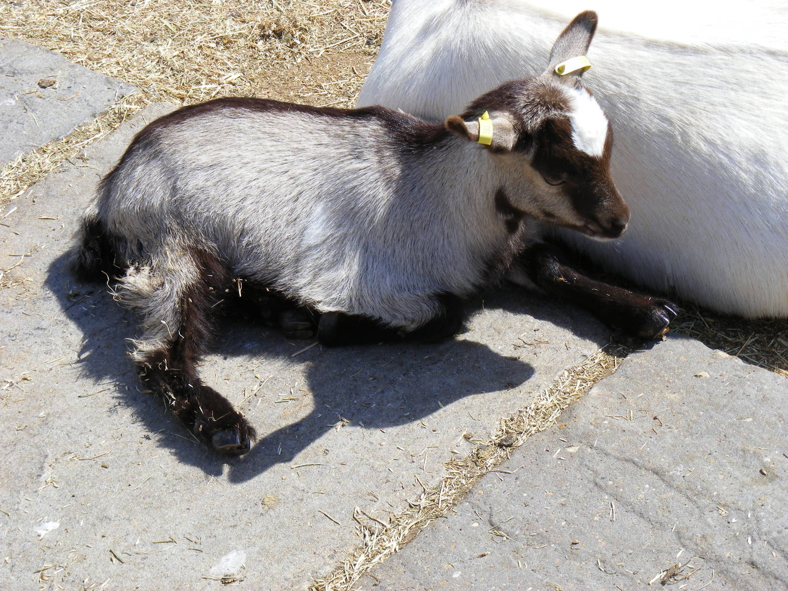 Pygmy goat kid at Birdworld, 20 June 2010