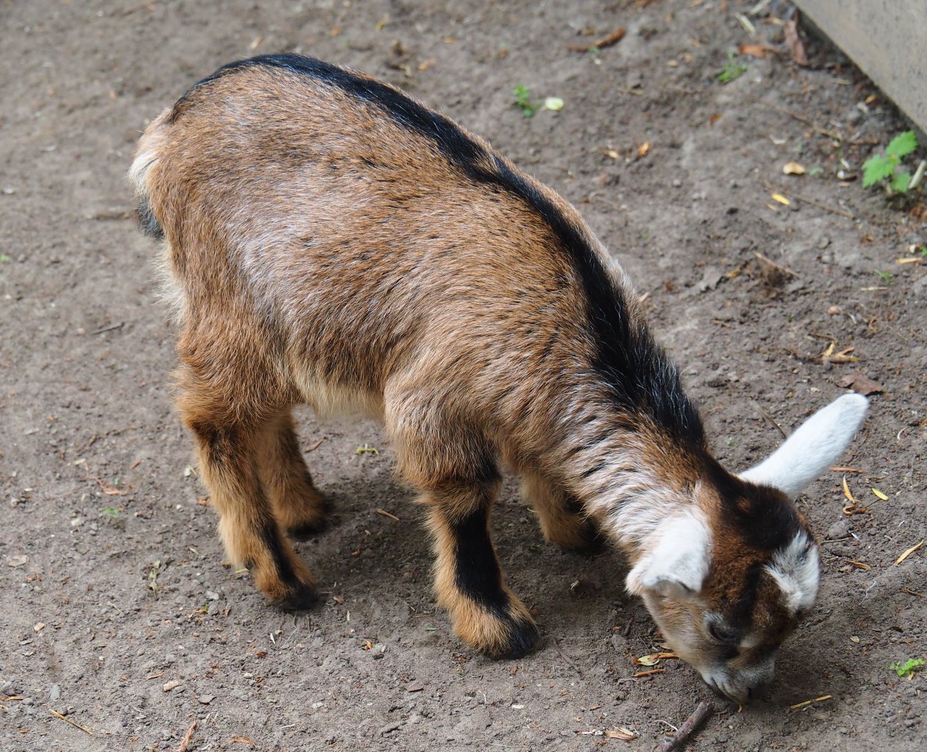Pygmy goat kid (Capra aegagrus hircus), 2019-05-25