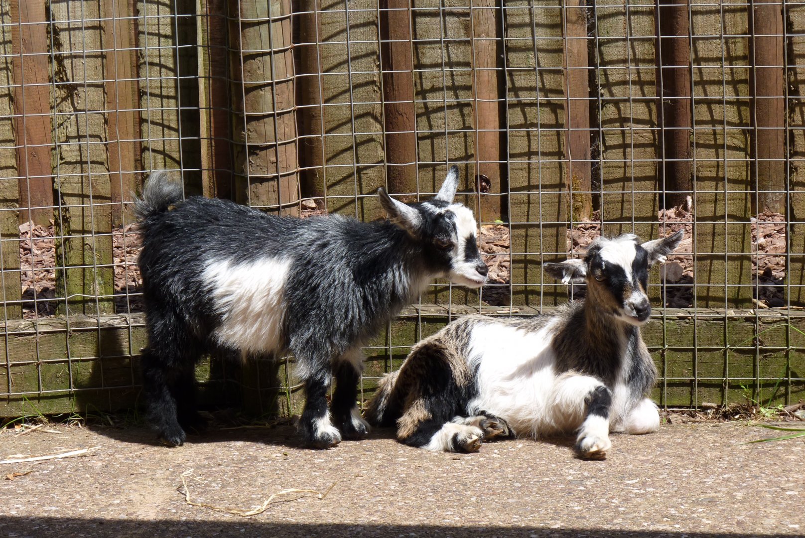 Pygmy goat kids, June 2017