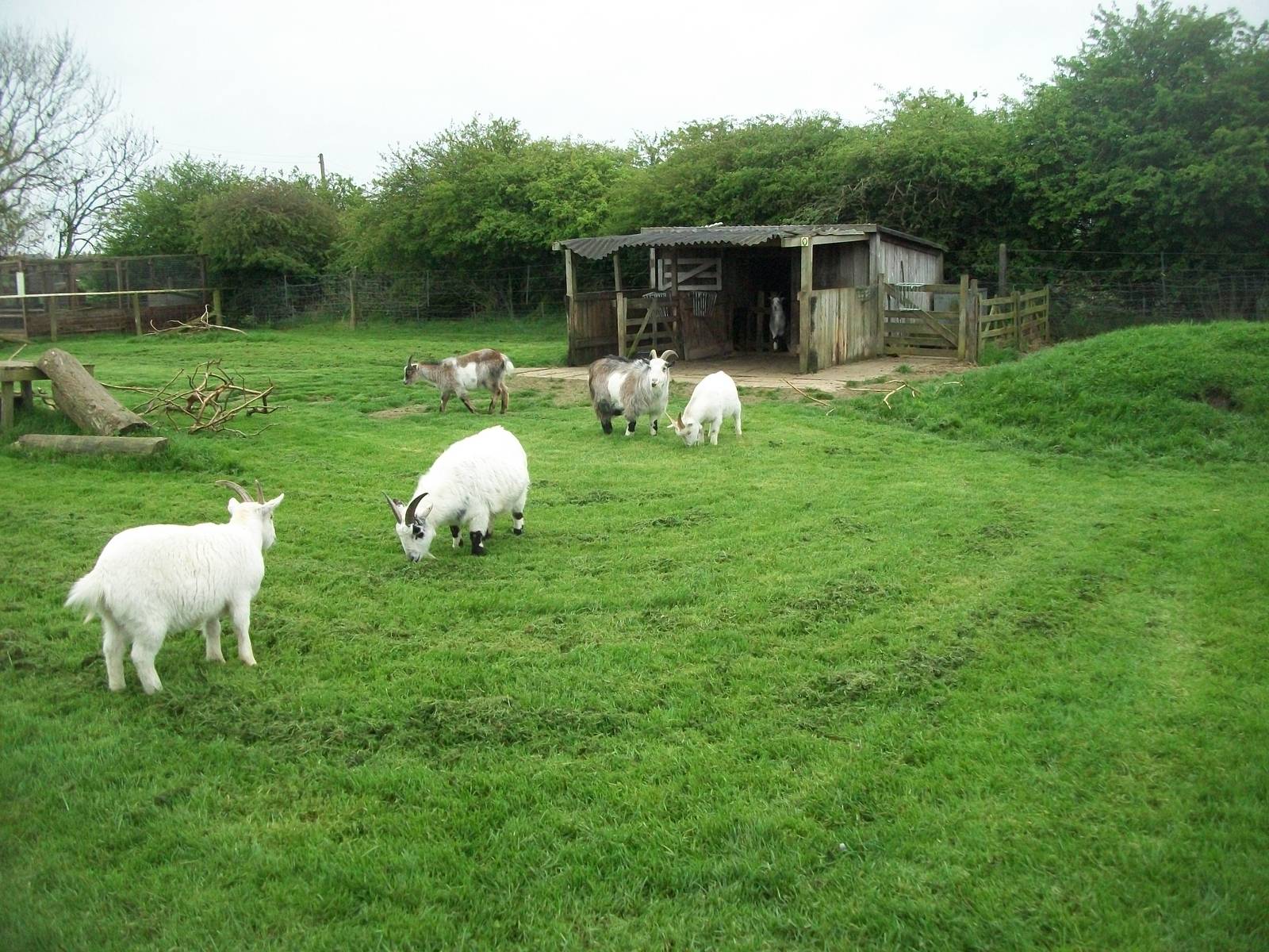Pygmy Goat paddock, 1st May 2014