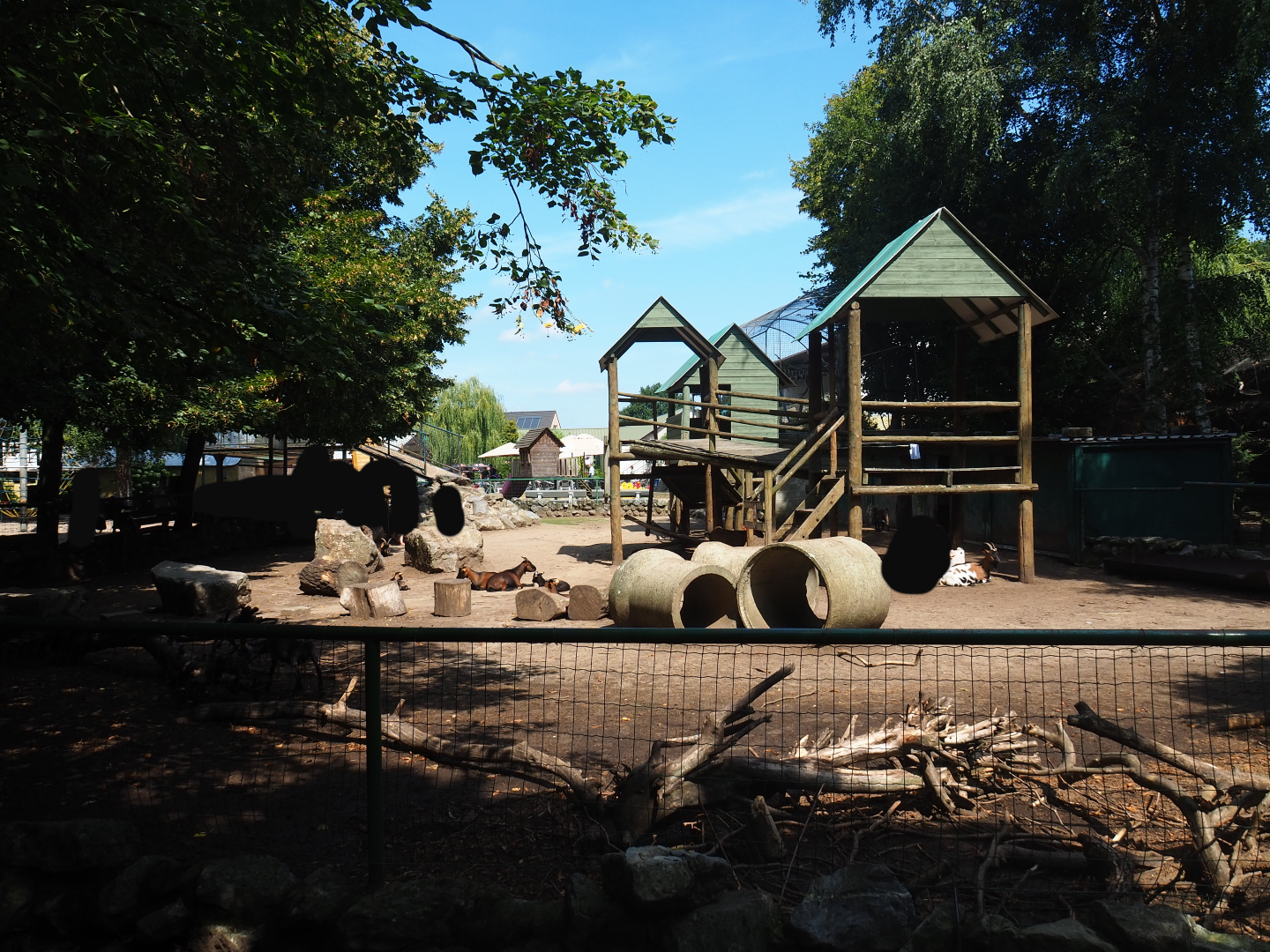 Pygmy goat petting paddock, 2019-08-04