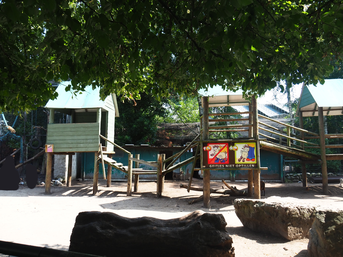 Pygmy goat petting paddock, 2019-08-04