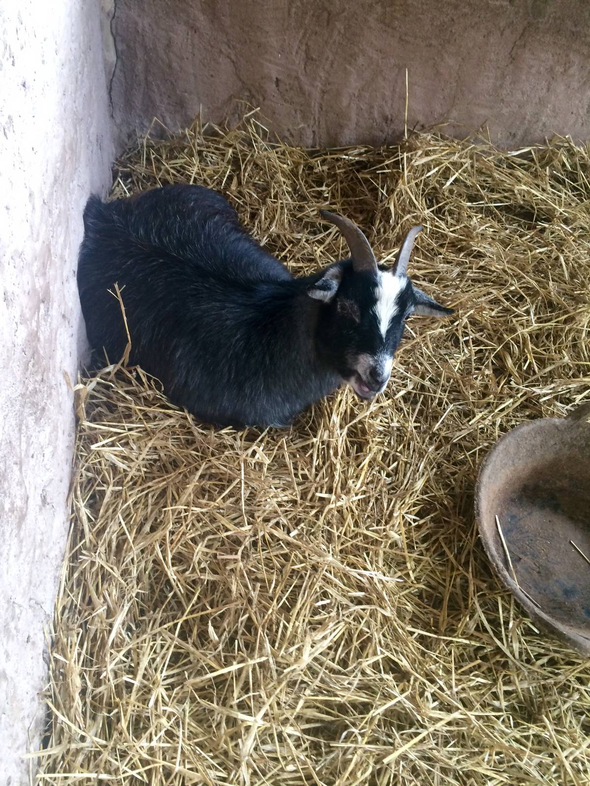 Pygmy Goat