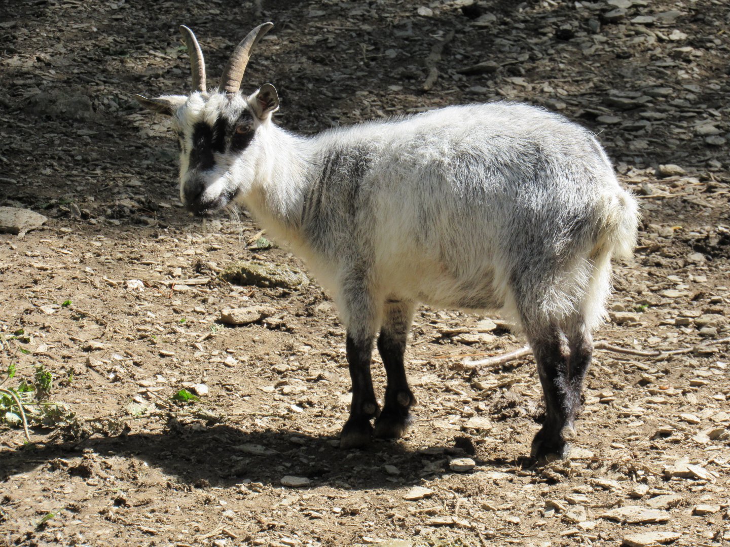 Pygmy Goat