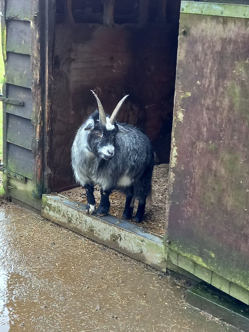 Pygmy Goat
