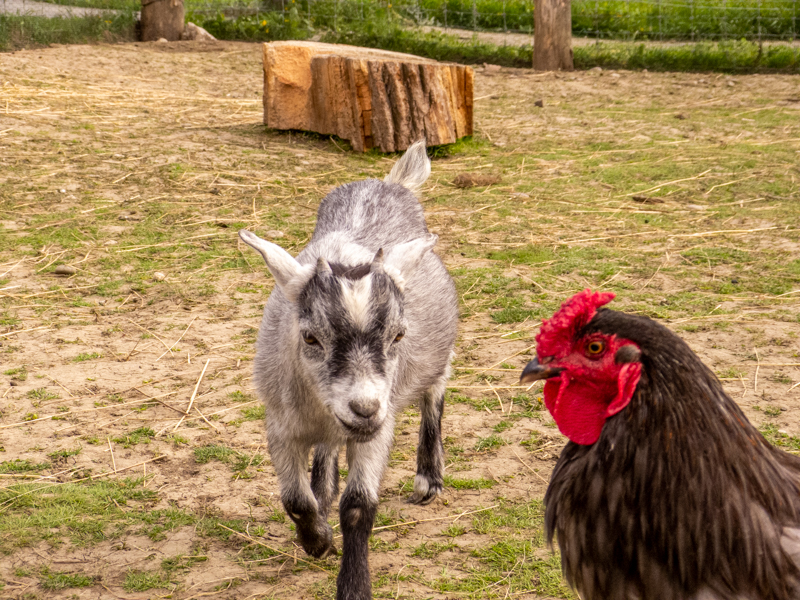 pygmy goat