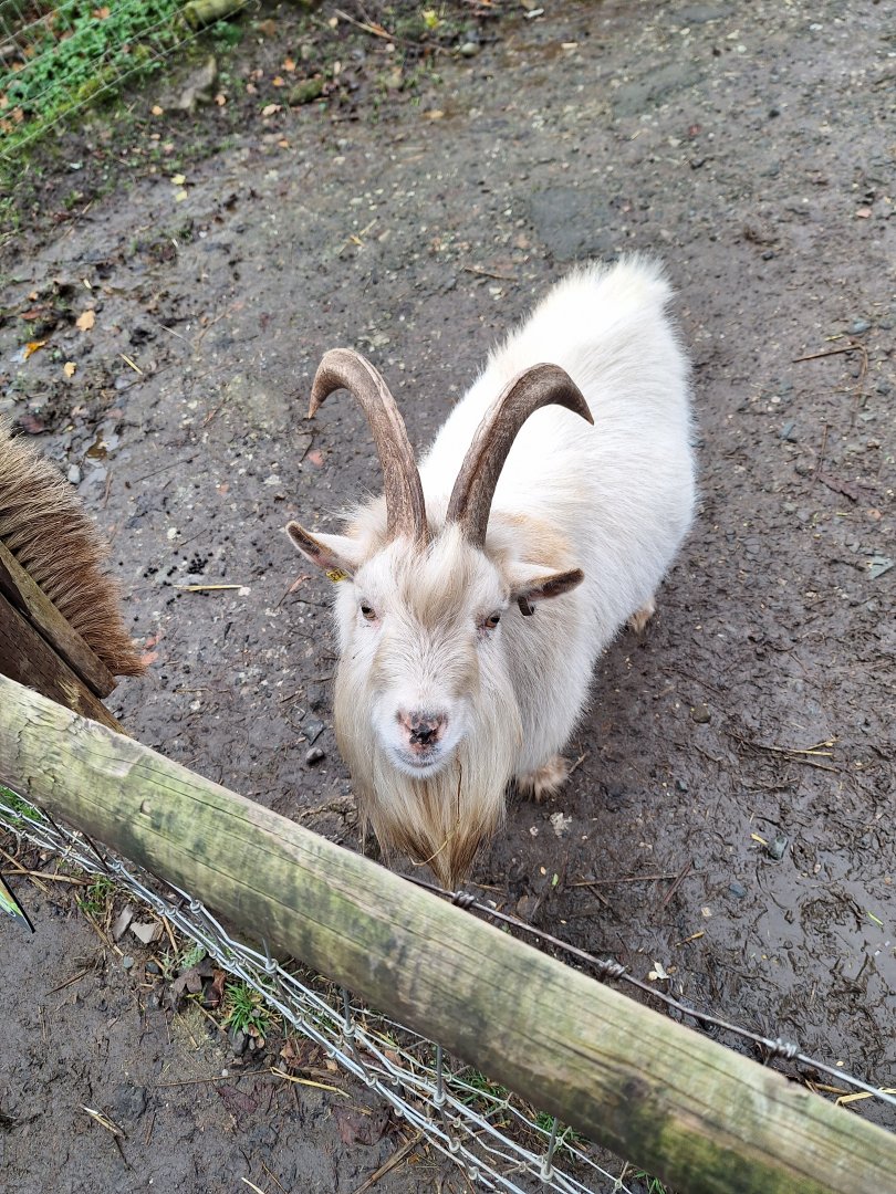 Pygmy Goat