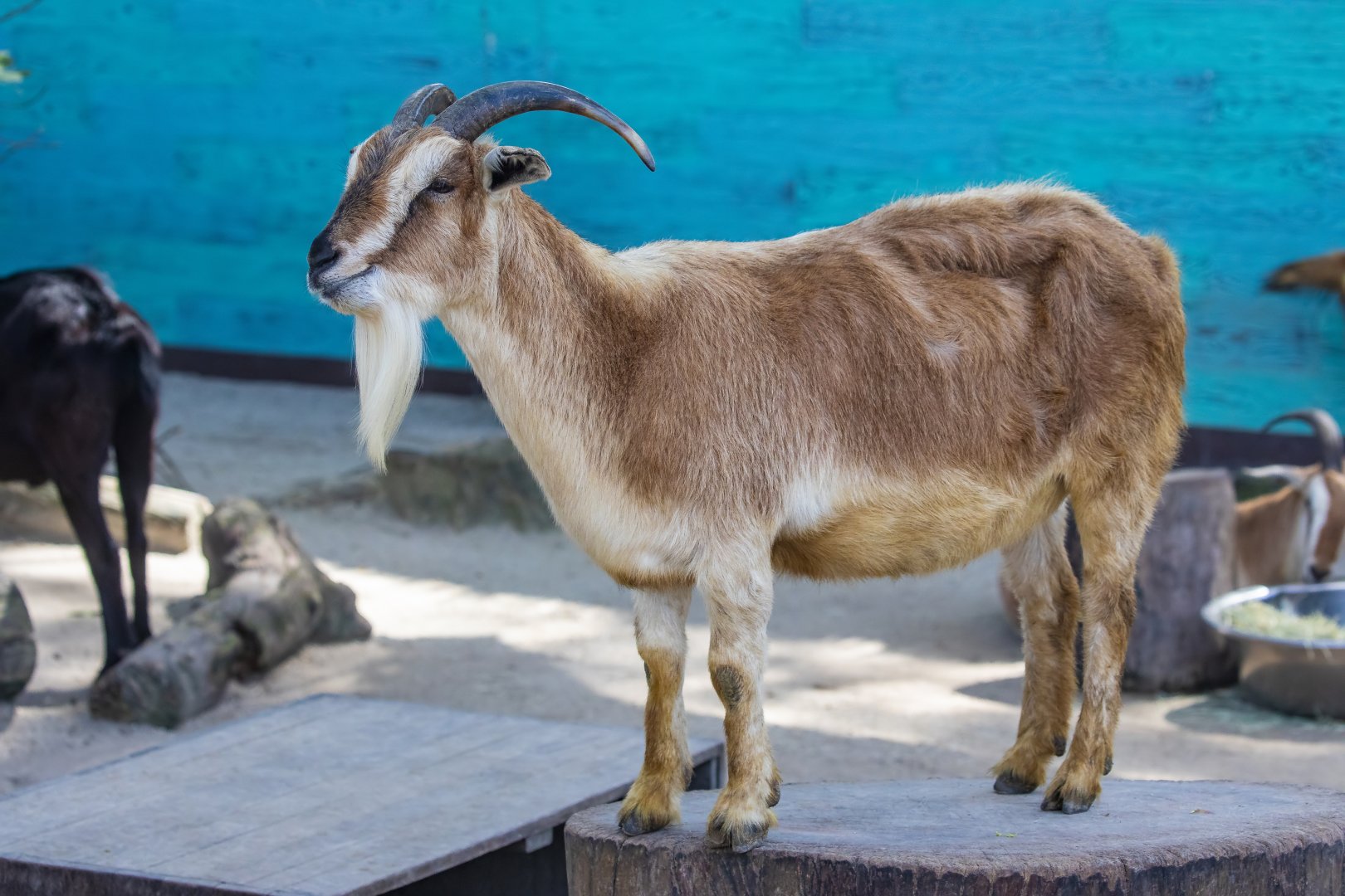 pygmy goat